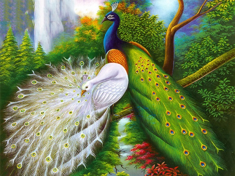 Tranh Chim Công Phong Thủy.jpg