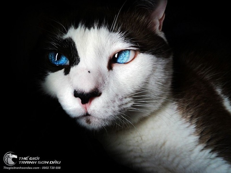 Tranh Chú Mèo Khoang Đôi Mắt Xanh Nước Biển.jpg