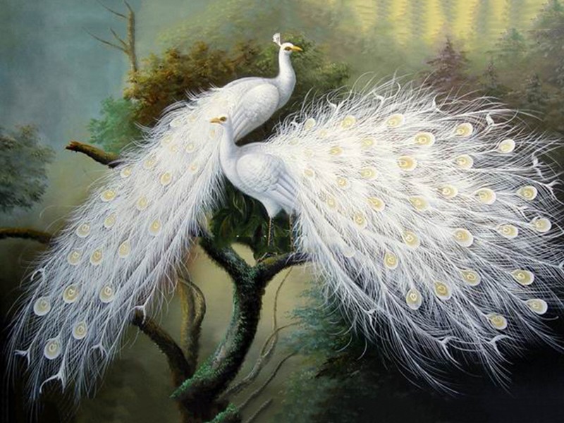 Tranh Đôi Chim Công Trắng Cực Đẹp.jpg