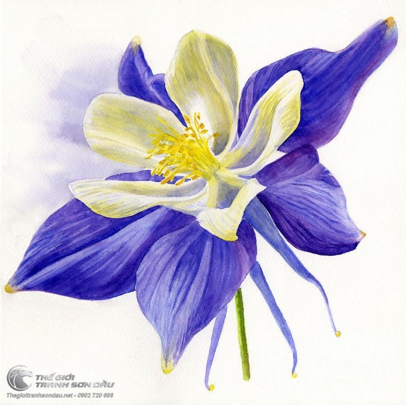 Tranh Hoa Lan Màu Trắng Và Tím.jpg