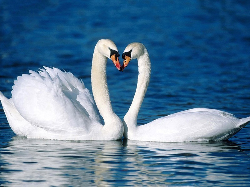 Tranh Thiên Nga Đẹp Vẽ Sơn Dầu.jpg