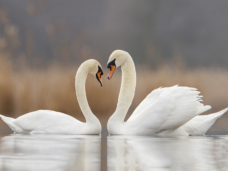 Tranh Thiên Nga Trắng.jpg