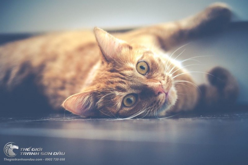 Tranh Vẽ Chú Mèo Vàng Nằm Chơi Tả Thực.jpg