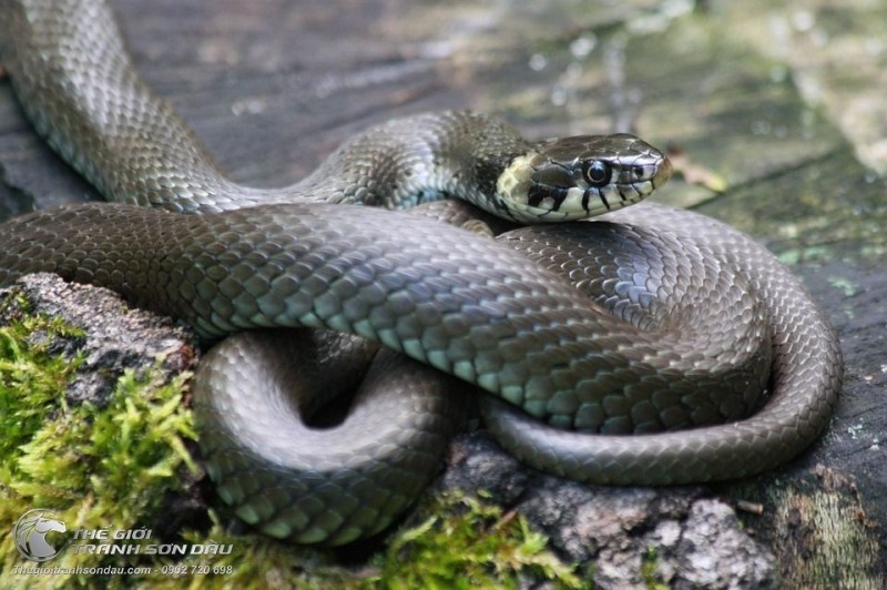 Tranh Vẽ Con Rắn Nâu Trên Đá.jpg