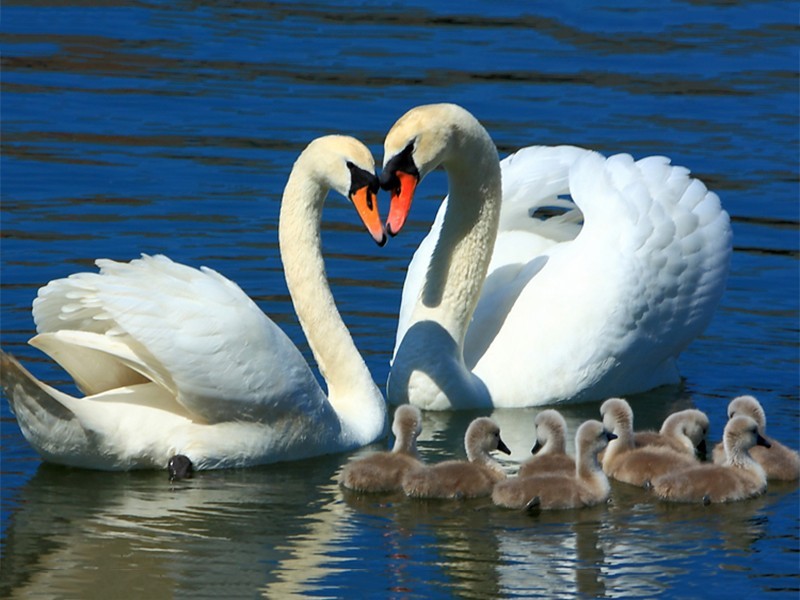 Tranh Vẽ Đôi Thiên Nga và Đàn Con.jpg