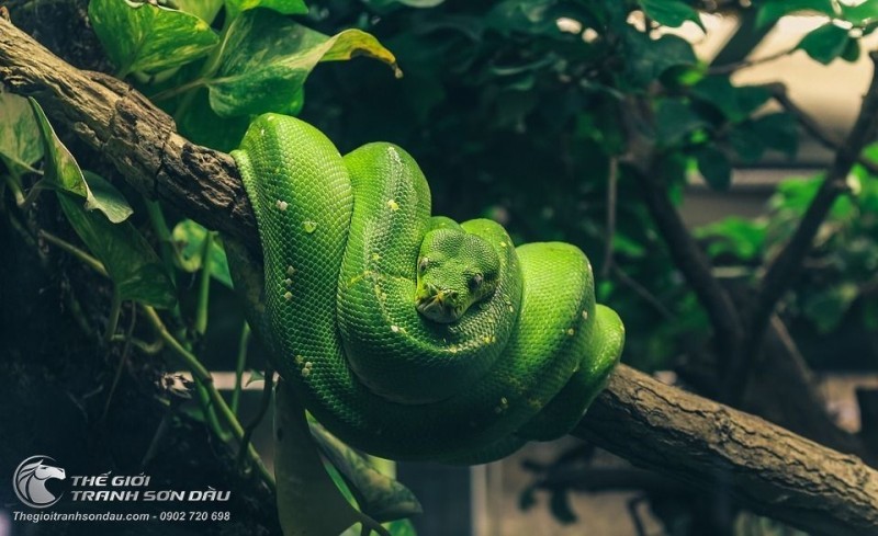 Tranh Vẽ Rắn Lục Cuộn Mình Trên Cây.jpg