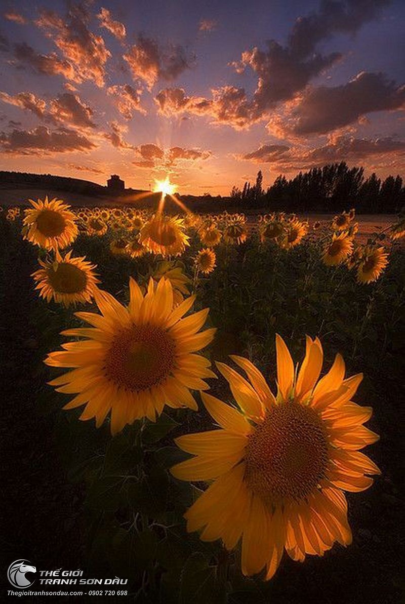 Tranh Vẽ Vườn Hoa Mặt Trời Đón Bình Minh.jpg