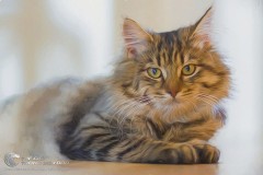 Tuyển Chọn 25+ Mẫu Tranh Phong Thủy Tốt Nhất Cho Người tuổi Đinh Mão...