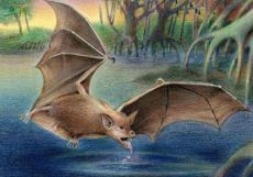 Ý nghĩa tranh đàn dơi trong phong thủy và cách treo