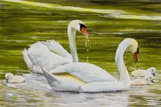 Tranh Vẽ Gia Đình Thiên Nga Bơi Dưới Hồ Nước