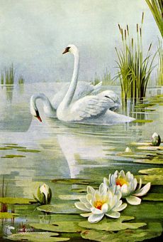 Tranh Vẽ Thiên Nga Và Hoa Sen Trắng
