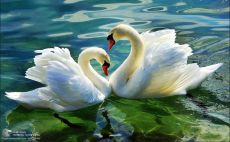 Tranh Vẽ Thiên Nga Với Nước Lóng Lánh