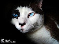 Tuyển Tập 20+ Bức Tranh Phong Thủy Chất Lượng Cho Tuổi Ất Mão...