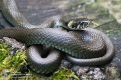 20+ Mẫu Tranh Phong Thủy Tốt Nhất Cho Người Tuổi Đinh Tỵ (1977, 2037)