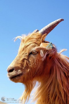 Tuổi Kỷ Mùi (1979, 2039) treo tranh gì cho đúng phong thủy?