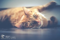 Tuổi Quý Mão (1963, 2023) Nên Chọn Những Bức Tranh Phong Thủy Nào Nhất?