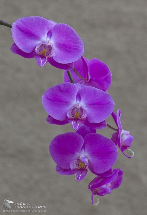 Tranh Nhánh Hoa Lan Tím Thanh Lệ