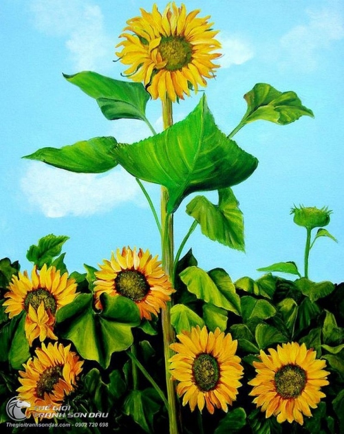 Tranh Vẽ Cây Hoa Hướng Dương Vươn Cao Trong Vườn