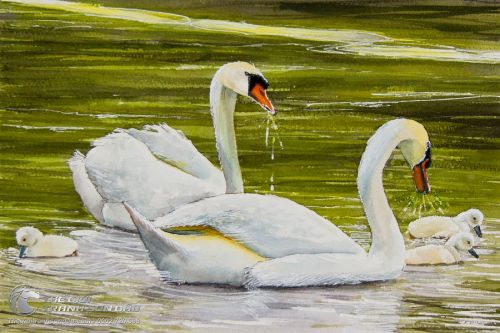Tranh Vẽ Gia Đình Thiên Nga Bơi Dưới Hồ Nước