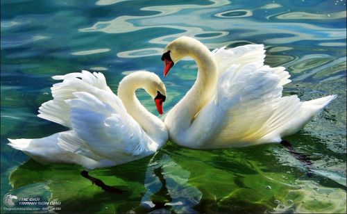 Tranh Vẽ Thiên Nga Với Nước Lóng Lánh